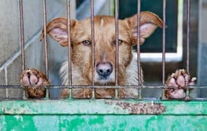 Dogs caged ready to be used as bait in dog fighting