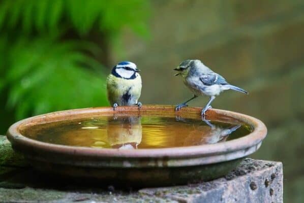 wild garden birds need water provided to rehydrate and insulate and clean feathers.