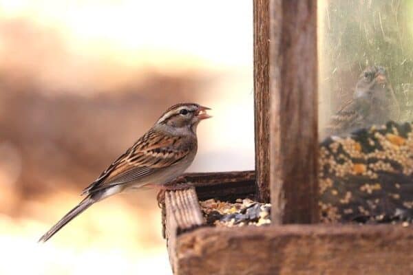 Sparrow and wild British birds need nutritious bird seed