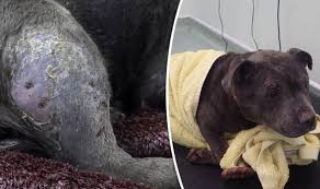 Zeena the staffy used as bait in dog fighting 