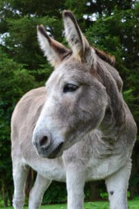 Horses, donkeys, ponies can be affected by domestic violence too