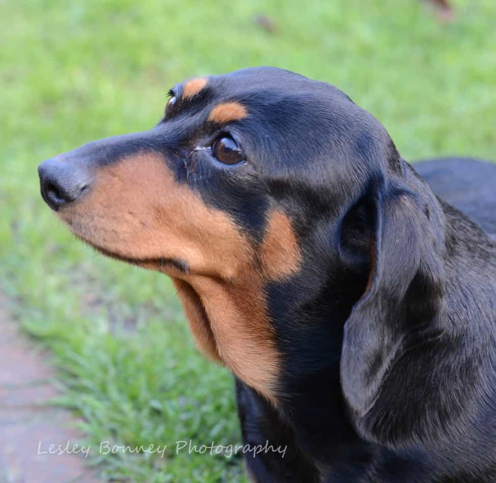 Dachshunds can suffer Intervertebral Disc Disease (IVDD) and skin allergies