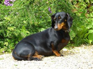 Is obesity linked to back problems in the dachshund?