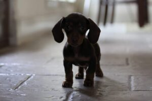 Dachshund puppy can develope skin allergies - is genetic or breeding the reason?