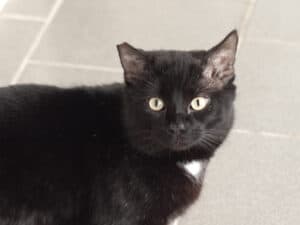 West Norfolk and black cats for adoption