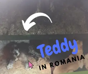 International Dog Rescue saves Romanian dogs 