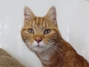 RSPCA West Norfolk - Old cats for adoption