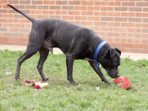 Older cuddly staffy available for adoption at West Norfolk RSPCA