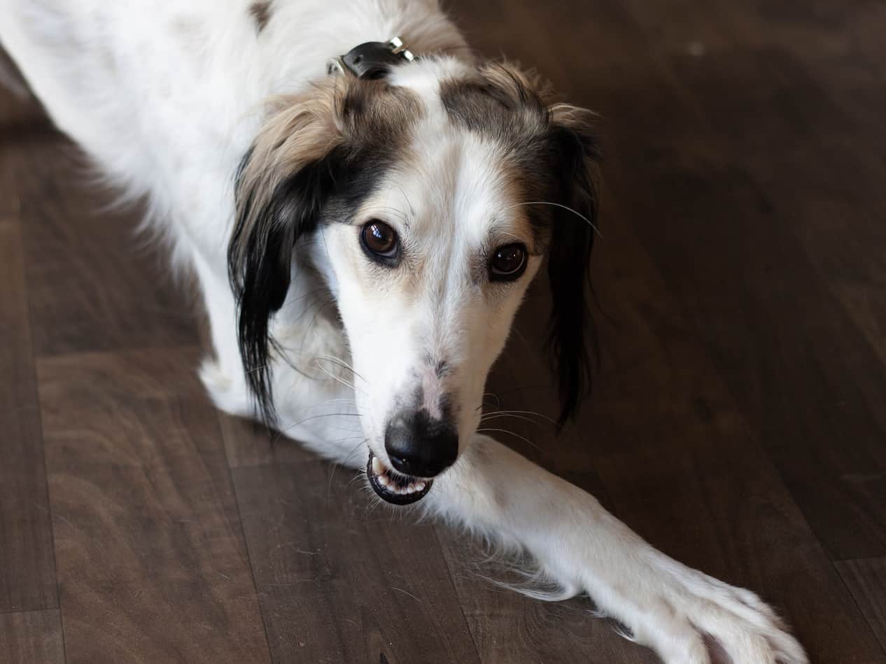 Oscar, a 3 legged lurcher X saluki available for adoption sa