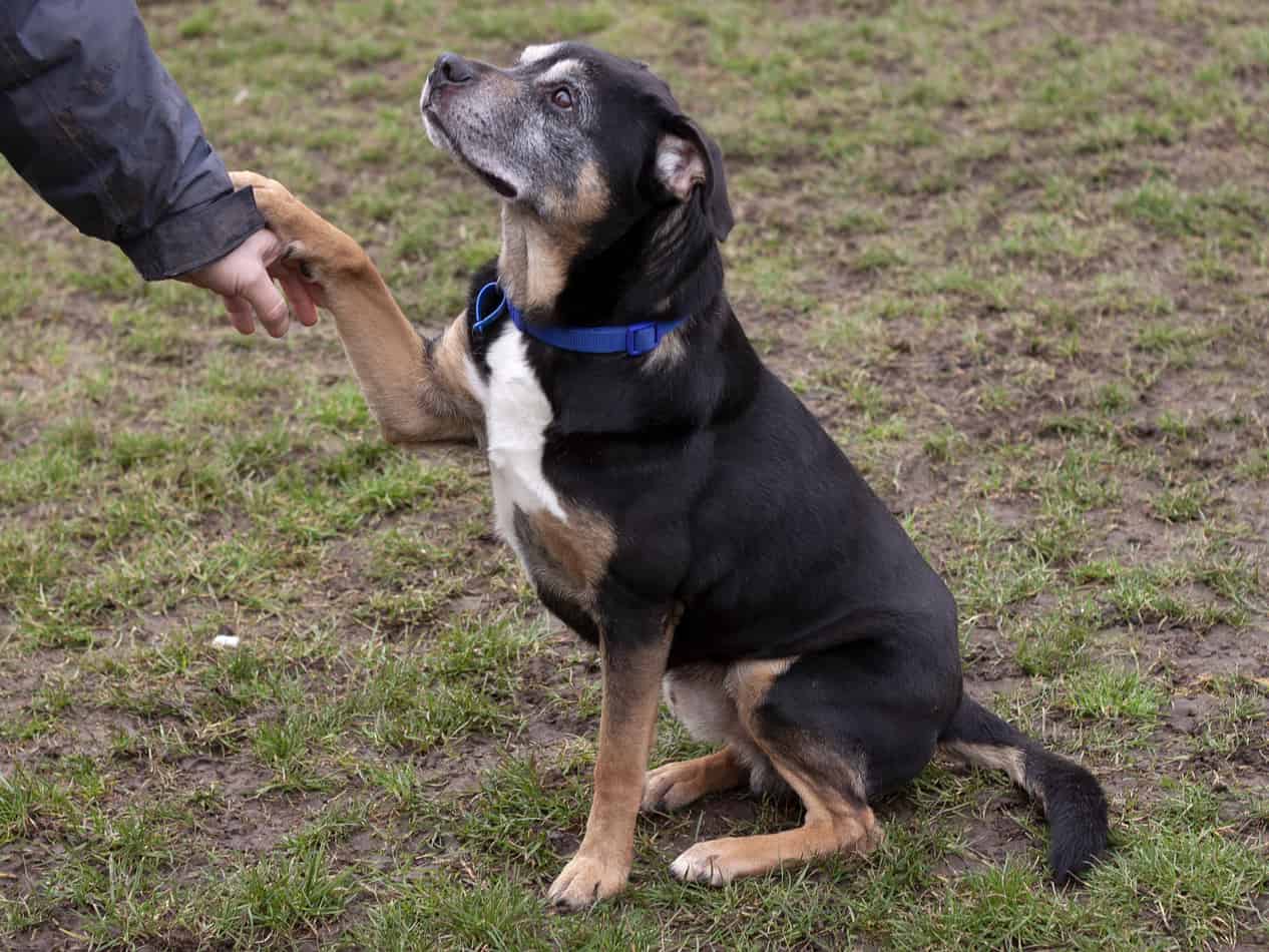 West Norfolk RSPCA - Rocky a staffie X