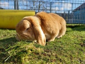 Adopt a lop rabbit who loves carrots