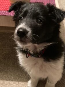 cute border collie puppy