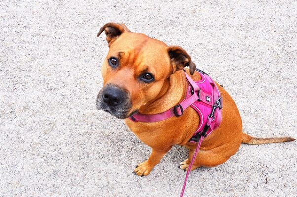 Staffy wearing a harness