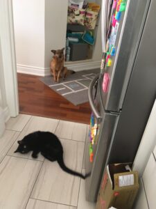 Introducing a cat to a Romanian street dog