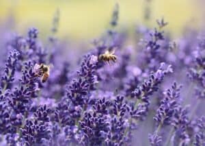 nectar flowers such lavender will attract bees and butterflies. Lavender and a dog's olfactory sensory keeps a dog calm