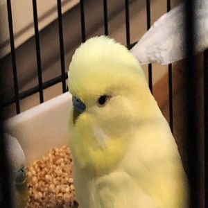 You can tell by the colour of the cere whether your budgie is male or female