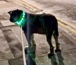 LED collars give dogs high visibility at night