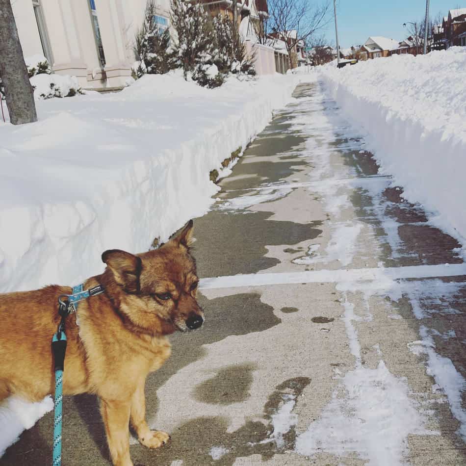 rescue dogs from romania