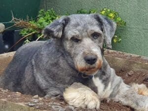 romanian rescue dogs