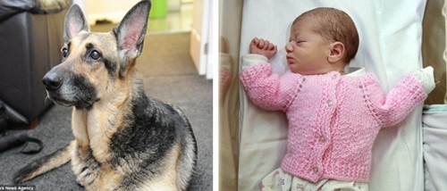 Jade, a German Shepherd on a walk, saves the life of a baby