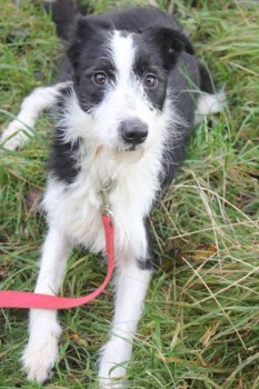 Border collie puppy may have been sold on - North East - dog lost