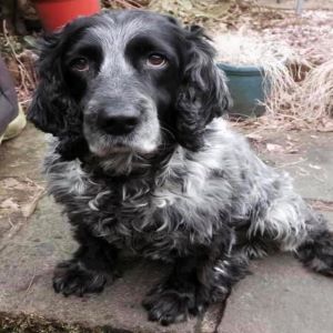 Elderly sprocker missing Dog Lost 167472