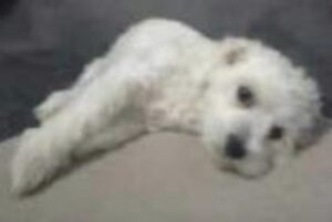 Missing romanian white puppy North East - dog lost