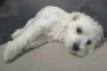 Missing white puppy North East - dog lost