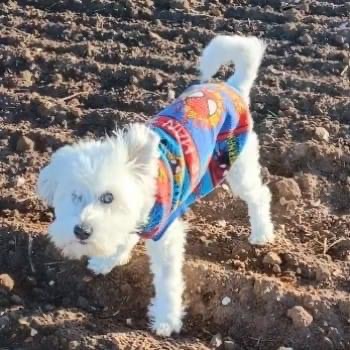 Missing elderly Maltese scottie dog East Yorkshire dog lost id 179896