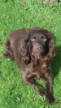 Lassie dragged from garden at night North East - Dog Lost