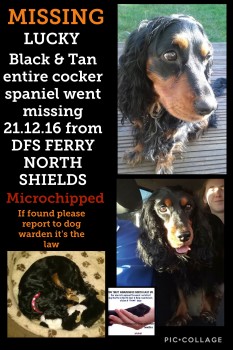 Cocker spaniel missing from DFS ferry North Sheilds - dog lost