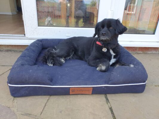 Orthopaedic beds for dogs and cats will ease pain from joint issues, hip dyplasia etc