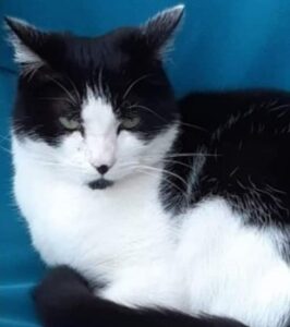 black and white cat missing from Mixeden Road, Halifax, West Yorkshire