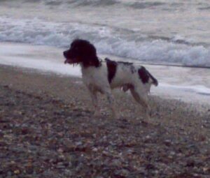 Black and white english springer Congleton