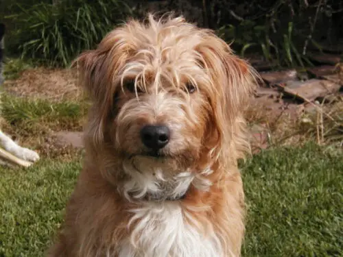 Rags missing brown golden shaggy dog terrier frankly service station