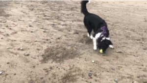 Behaviour of a border collie