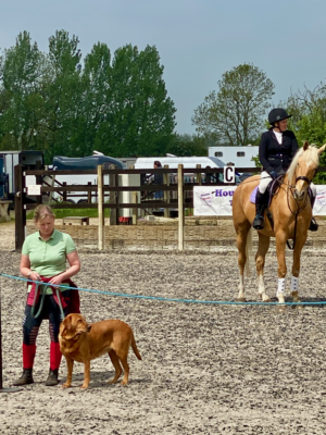 Dogs are welcome at Grey Fern Park Equestrian Centre