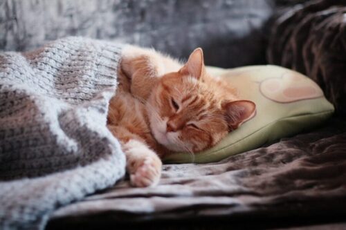 Cost of living 2022 - How to keep pets warm in winter without heating on