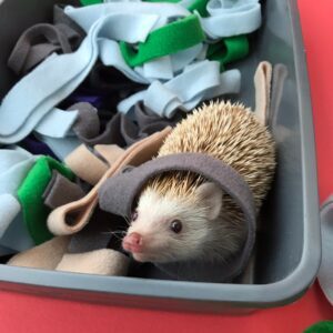 captive hedgehogs foraging, digging, bedding