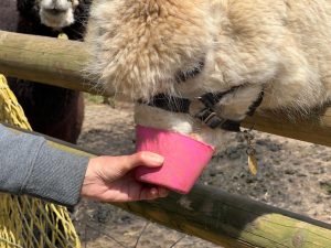 Feeding alpacas