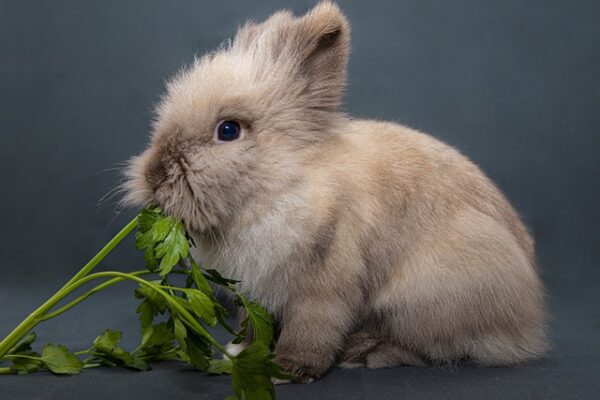 House Rabbit: Can You Litter-Train Your Bunny? – Poppy’s Pets