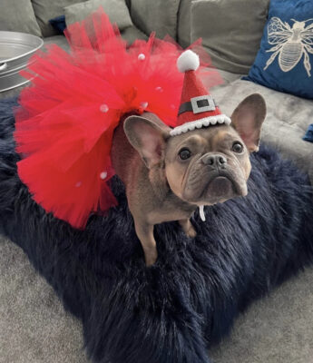 tutus for dogs