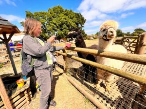 Animals contribute to emotional healing