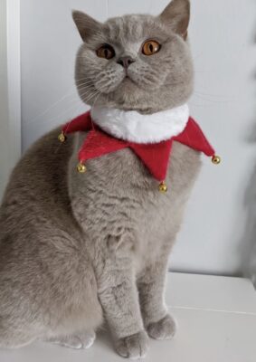 Classy festive santa collar for small dogs and posh cats