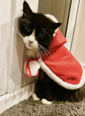 TikTok cat as a christmas helper