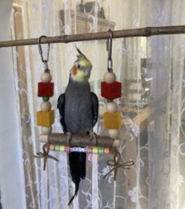 funky swing for indoor bird