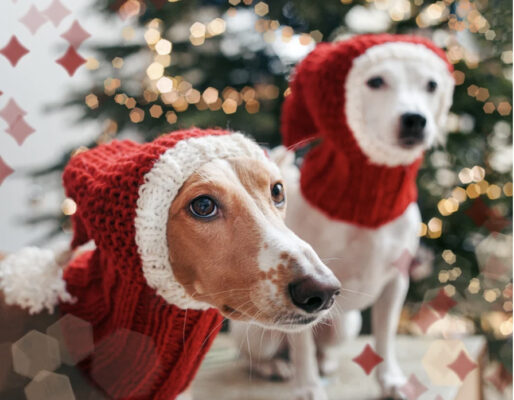Knitting patterns for christmas dog outfits, hats, snoods. Firework help for dogs
