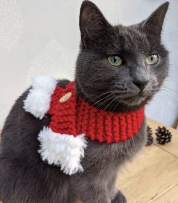 Cat Christmas scarves. Cat christmas outfits