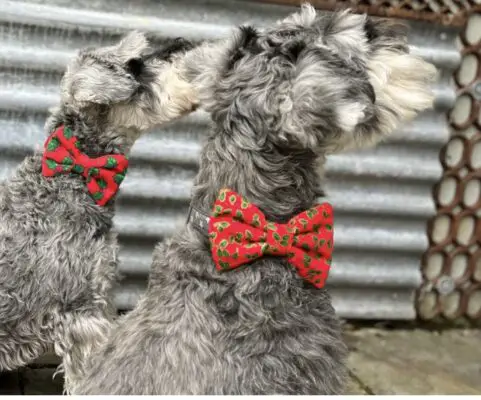 Christmas bows for your dog. Collar christmas bows. Etsy christmas. bows for a dog harness
