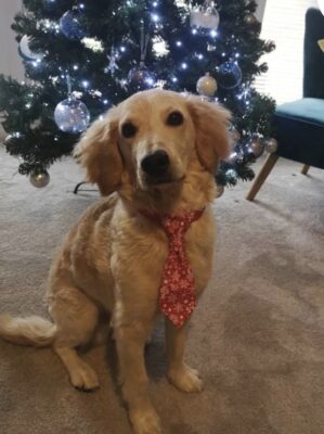 Christmas tie for dogs